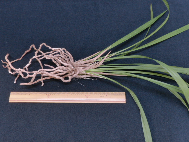 No:3753土佐茜雲 - 寒蘭/山野草販売【東美園】