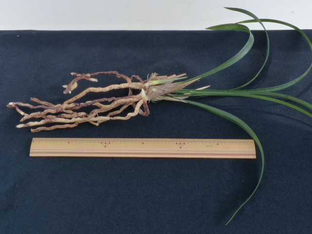 寒蘭　竹内山産　紅無点系　9本立　開花中 No:3820一紅(竹内) - 寒蘭/山野草販売【東美園】