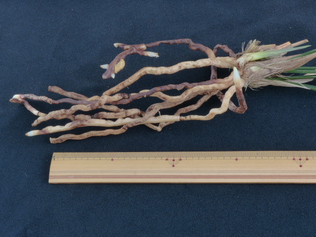 No:3820一紅(竹内) - 寒蘭/山野草販売【東美園】