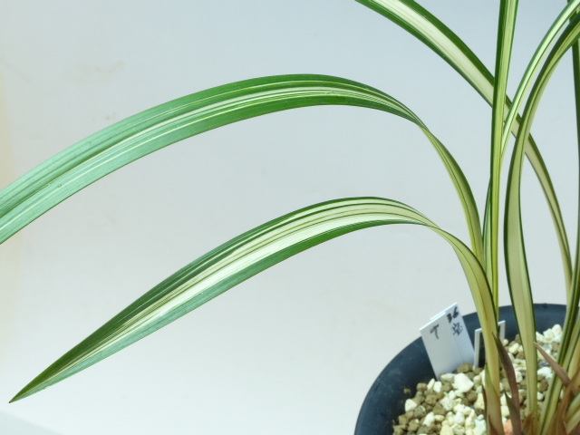 No:3836緑宝 - 寒蘭/山野草販売【東美園】