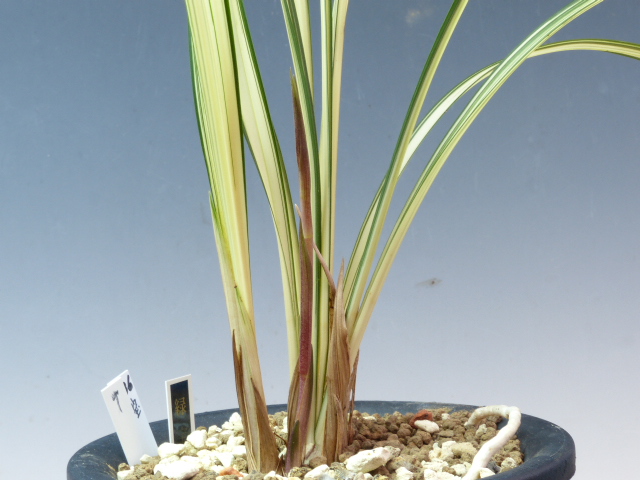 【寒蘭】緑宝 寒蘭 緑宝