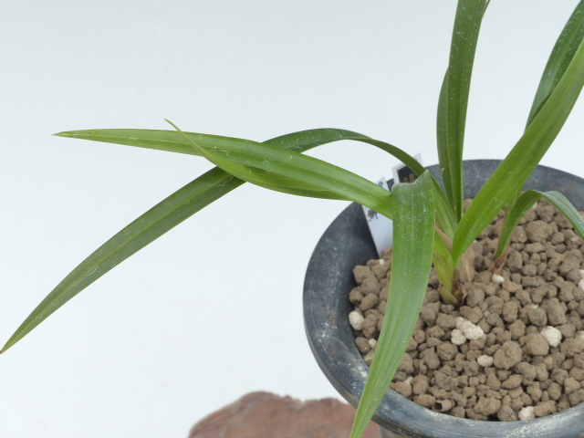 【金手まり】　寒蘭　山野草　東洋蘭 ① No:4058緋の里 - 寒蘭/山野草販売【東美園】