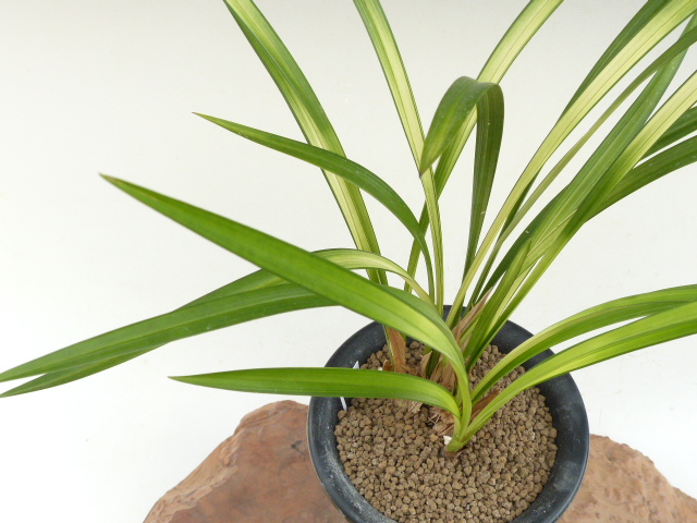 ○寒蘭○　　　　　「銀河」　２本　　野生蘭　春蘭　山野草 No:3540銀河 - 寒蘭⁄山野草販売東美園