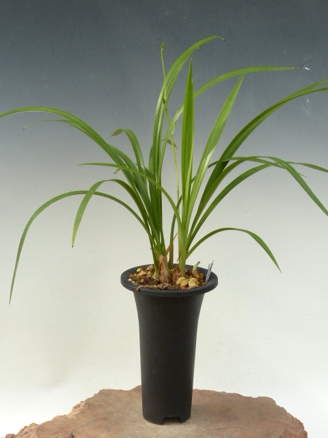 No:4084若の花 - 寒蘭/山野草販売【東美園】