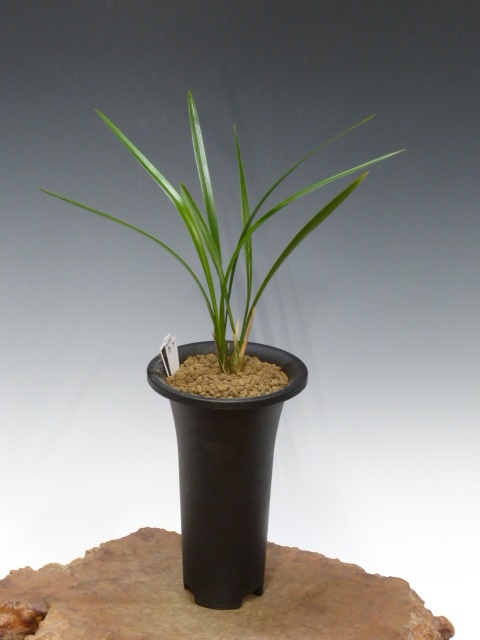 No:4153恵 - 寒蘭/山野草販売【東美園】