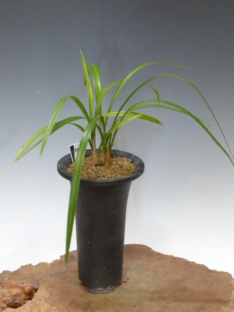 No:4177豊雪 - 寒蘭/山野草販売【東美園】