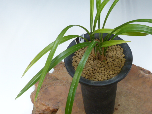 No:4177豊雪 - 寒蘭/山野草販売【東美園】