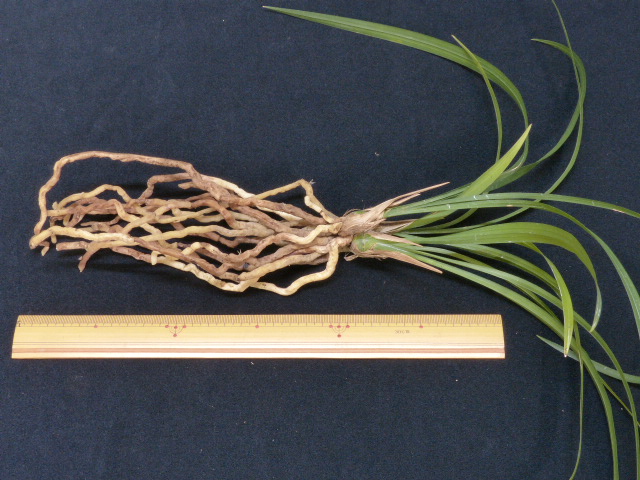 No:4177豊雪 - 寒蘭/山野草販売【東美園】