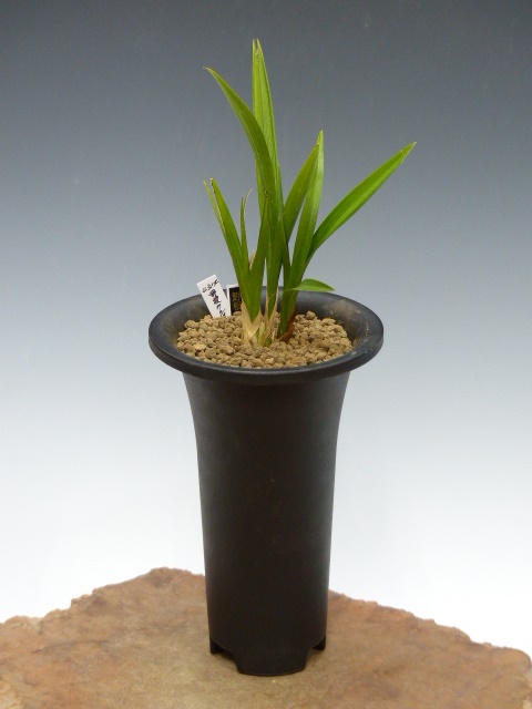 No:4314野根羅紗チャボ - 寒蘭/山野草販売【東美園】