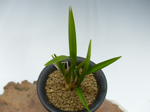 No:4314野根羅紗チャボ - 寒蘭/山野草販売【東美園】