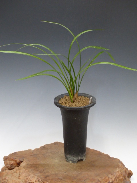 No:4327涼風 - 寒蘭/山野草販売【東美園】