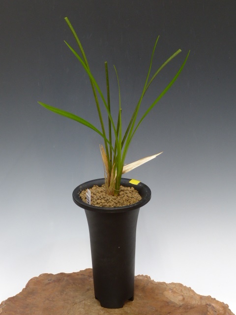 対馬寒蘭 Yahoo!オークション -「寒蘭 対馬」の落札相場・落札価格