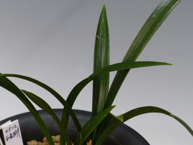 金手まり】 寒蘭 山野草 東洋蘭 ① No:4512玉金剛 - 寒蘭/山野草販売【