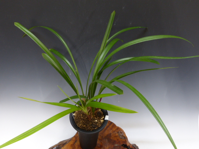 No:4892日光 - 寒蘭/山野草販売【東美園】