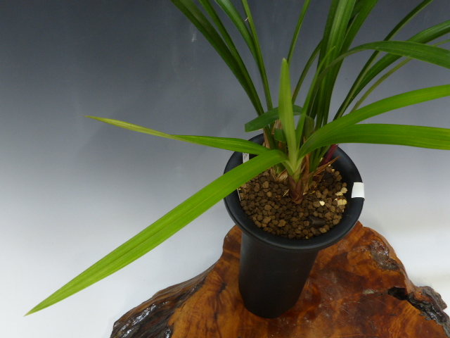 No:4892日光 - 寒蘭/山野草販売【東美園】