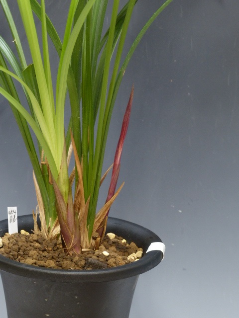 No:4892日光 - 寒蘭/山野草販売【東美園】