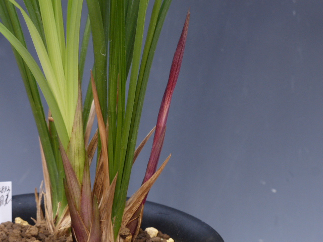 No:4892日光 - 寒蘭/山野草販売【東美園】