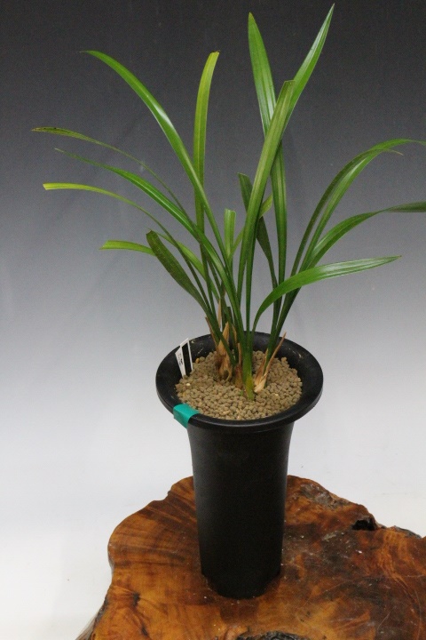 No:5020川登り白花 - 寒蘭/山野草販売【東美園】