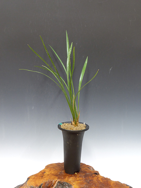 No:5061童女 - 寒蘭/山野草販売【東美園】