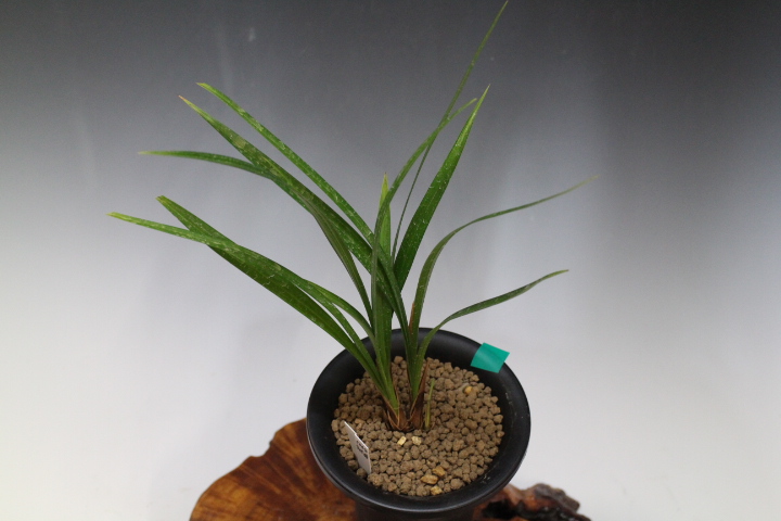 寒蘭　チャボ No:5068チャボ紺 - 寒蘭/山野草販売【東美園】