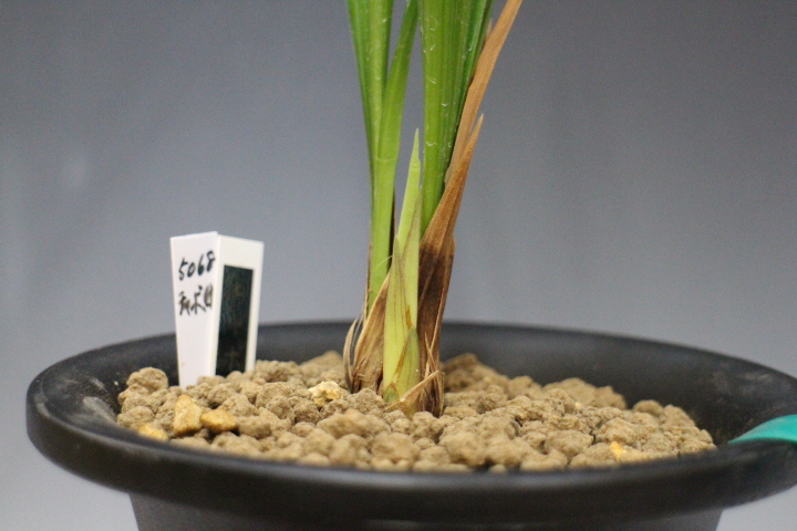 No:5068チャボ紺 - 寒蘭/山野草販売【東美園】