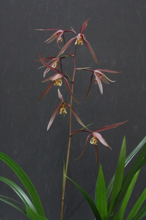 �̻�������