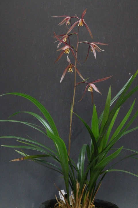 �̻�����