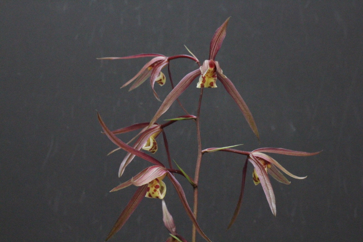 �̻�������