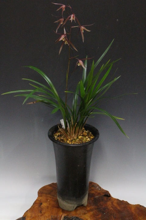 �̻�������