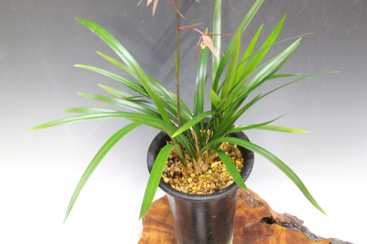 �̻�������