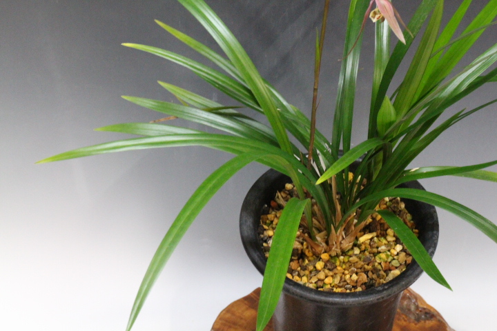 �̻�������