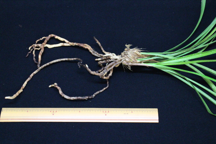 No5377長生殿 寒蘭/山野草販売【東美園】