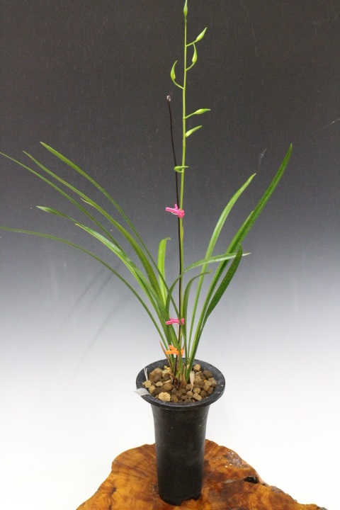 No:5516白秀 - 寒蘭/山野草販売【東美園】