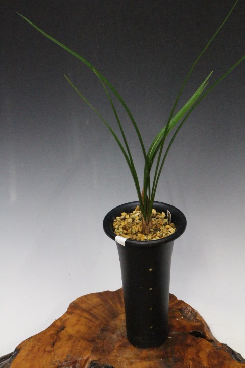 �����ȣ�