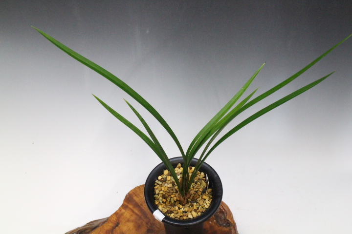 �����ȣ�