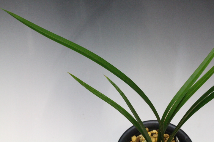 �����ȣ�