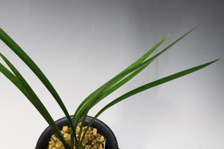 �����ȣ�