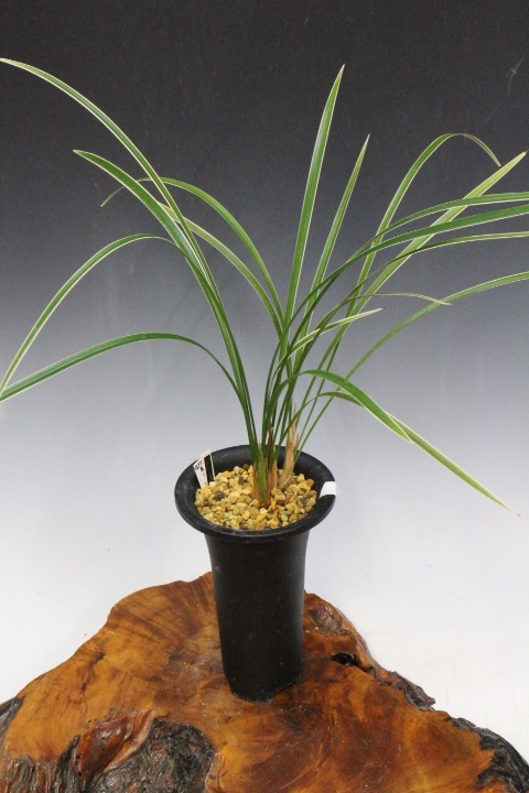 ���פο��㣱