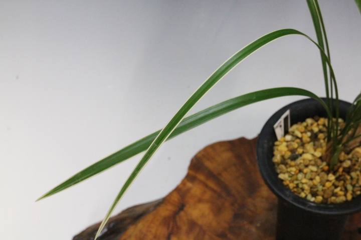 ���פο��㣴