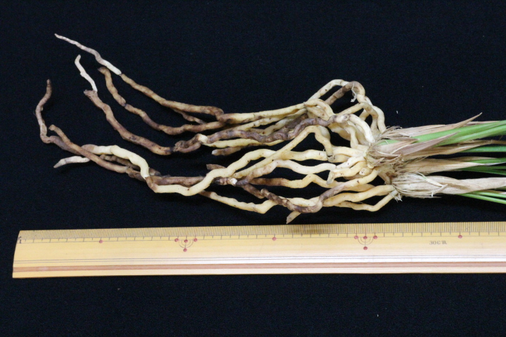 ���פο��㣶