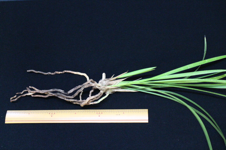 ��Ǽ����