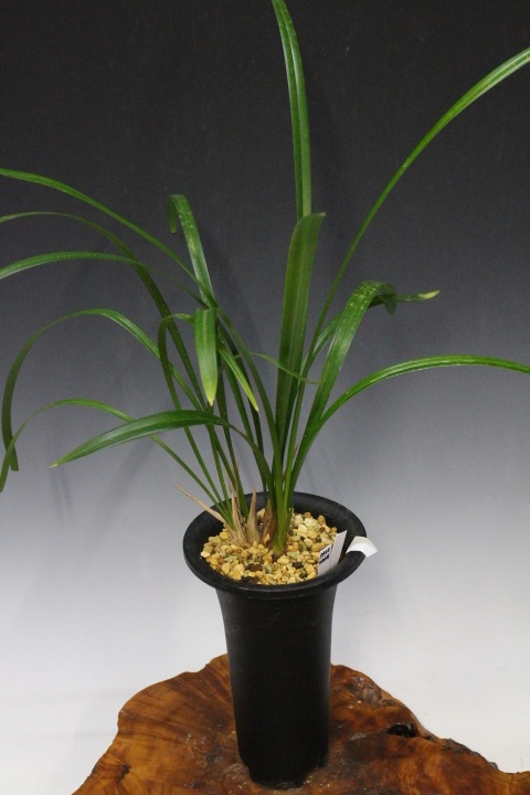 �ں���Į��