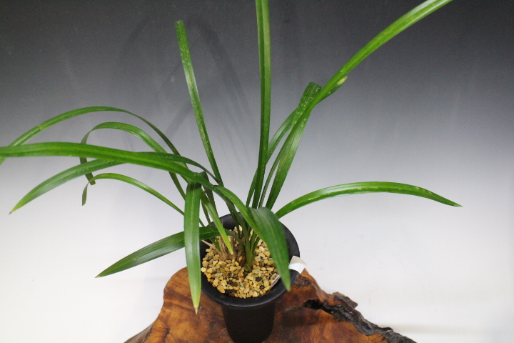 �ں���Į��