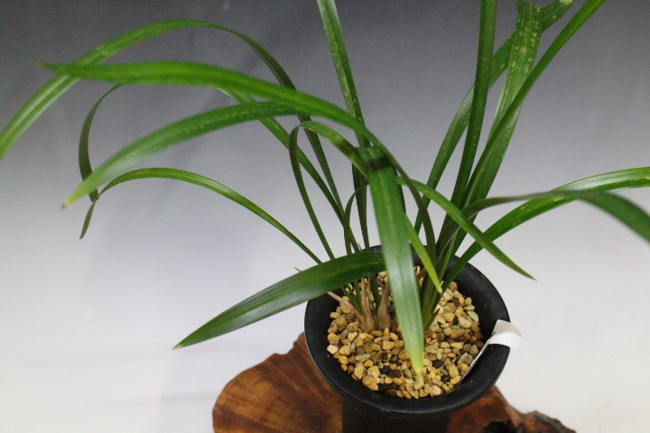 �ں���Į��