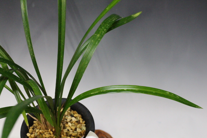 �ں���Į��