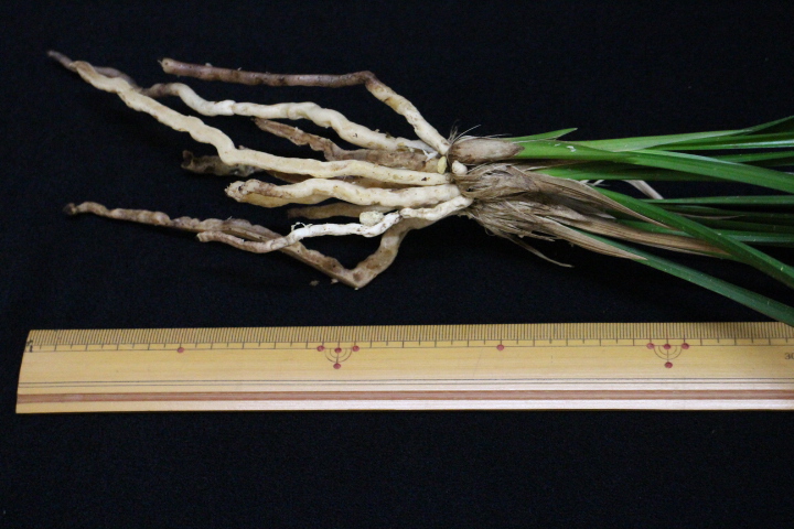 �ں���Į��