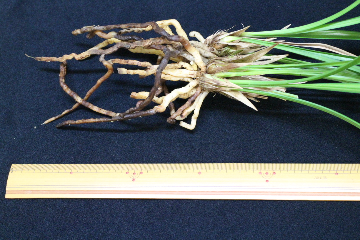 �����餮��