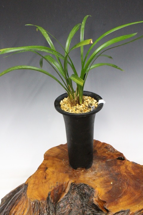 ���ӥ���ܣ�