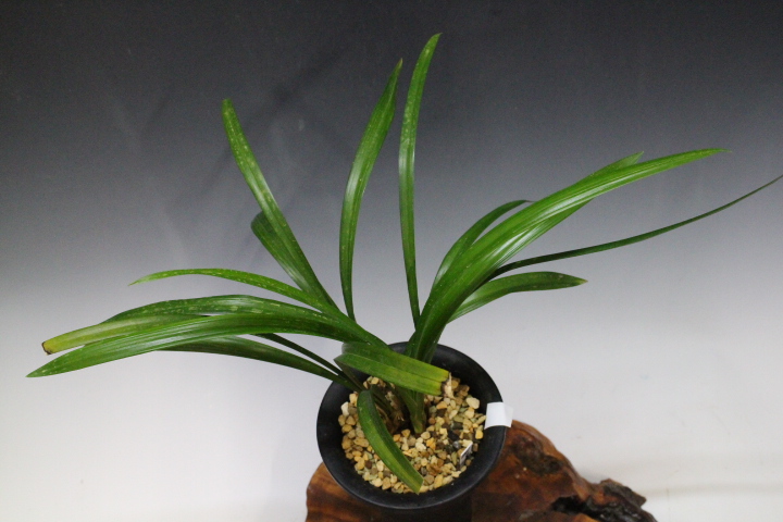 ���ӥ����