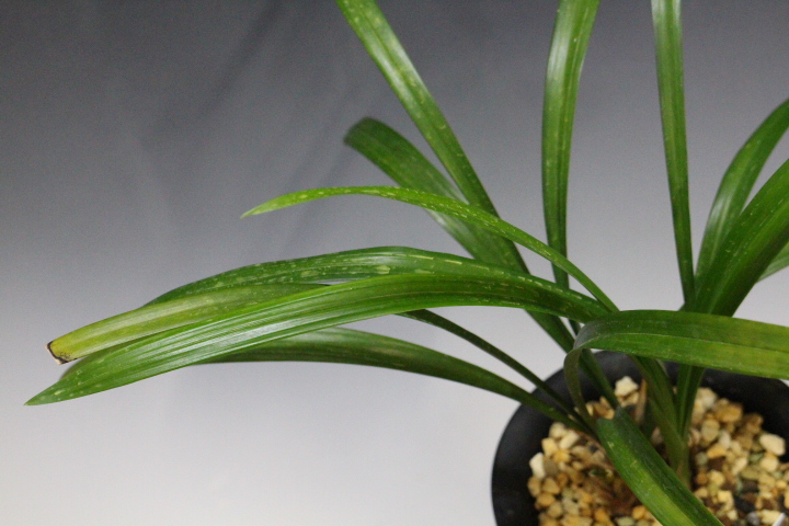 ���ӥ���ܣ�